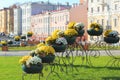 Flowerpots with chrysanthemums on the streets of Minsk Royalty Free Stock Photo