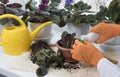 Flowerpots, fertilizer, plant sprout, soil pile on windowsill. Female hands fertilizing potted flowers in room. Indoor flowers Royalty Free Stock Photo