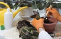 Flowerpots, fertilizer, plant sprout, soil pile on windowsill. Female hands replanting potted flowers. Indoor flowers care and Royalty Free Stock Photo