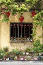 Flowerpots with flowers, yellow wall and window with red chinese lanterns in Hoi An old town, Vietnam Royalty Free Stock Photo