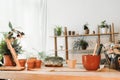 flowerpots and microgreen plants near lamp