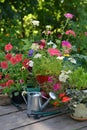 Flowerpots with phlox, petunia and pansy flowers with watering can on wooden patio Royalty Free Stock Photo