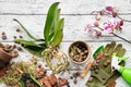 Flowerpots, pine bark, expanded clay, moss and shovel for planting orchids in a pot, spray bottle and garden pruner on table.