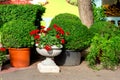 Flowerpots with plants in the store on outdoors. Royalty Free Stock Photo