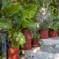 Flowerpots with plantson old thin streets in center of Athens