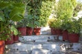 Flowerpots with plantson old thin streets in center of Athens