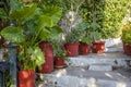 Flowerpots with plantson old thin streets in center of Athens