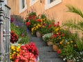 Flowerpots on stairs decoration, colorful blooms in fall at home