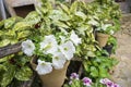 flowerpots street in the tourist island of Mallorca, Valdemosa c Royalty Free Stock Photo