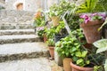 flowerpots street in the tourist island of Mallorca, Valdemosa c Royalty Free Stock Photo