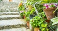 flowerpots street in the tourist island of Mallorca, Valdemosa c Royalty Free Stock Photo