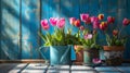 flowerpots of tulips, spring flower season Royalty Free Stock Photo