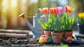 flowerpots of tulips, spring flower season Royalty Free Stock Photo