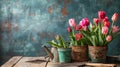 flowerpots of tulips, spring flower season Royalty Free Stock Photo