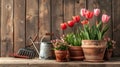 flowerpots of tulips, spring flower season Royalty Free Stock Photo