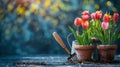 flowerpots of tulips, spring flower season Royalty Free Stock Photo