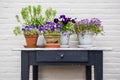 Flowerpots on wooden table with violet flowers and white wall