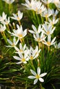 White Rain Lily flowers Royalty Free Stock Photo