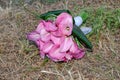 Bouquet of gannets or gannets. Zantedeschia aethiopica. Calla lily. Alcatraz. On the ground of dirt and dry grass. Royalty Free Stock Photo