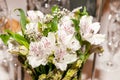 White lilies decoration with spots. Lilium `Stargazer. Royalty Free Stock Photo