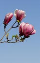 Magnolia grandiflora flowers