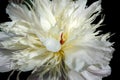 White chrysanthemum against black background Royalty Free Stock Photo