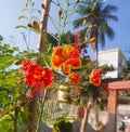 Royal Poinciana red flowers and green leaves, Flamboyant, Flame Tree, Delonix Regia, isolated on white background Royalty Free Stock Photo