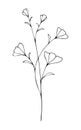 Graceful, delicate, thin, isolated twig with blooming flowers.