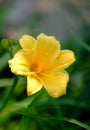 yellow flowers closeup shot