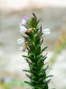 Flowers of Acanthus Mollis Blooming in Summer