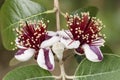 Flowers of Acca sellowiana,feijoa, pineapple guava, guavasteen.