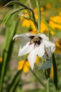 Flowers Acidanthera bicolor