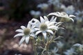 Flowers of an actinotus helianthi plant an australian wildflower