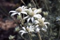 Flowers of an actinotus helianthi plant an australian wildflower Royalty Free Stock Photo