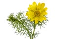 Flowers of Adonis, lat. Adonis vernalis, isolated on white background