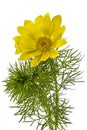 Flowers of Adonis, lat. Adonis vernalis