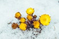 Flowers Adonis among snow