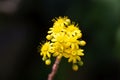 Flowers of Aeonium spathulatum Royalty Free Stock Photo