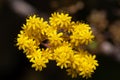 Flowers of Aeonium spathulatum Royalty Free Stock Photo