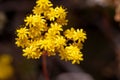 Flowers of Aeonium spathulatum Royalty Free Stock Photo