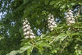 Flowers Aesculus hippocastanum, horse-chestnut, conker tree Royalty Free Stock Photo