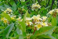 Flowers in Africa Mozambique