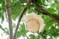 Flowers of African baobab fruit or Monkey bread