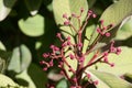 African milkbush Euphorbia umbellata