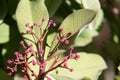 African milkbush, Euphorbia umbellata