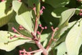 African milkbush, Euphorbia umbellata