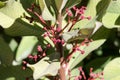 African milkbush, Euphorbia umbellata