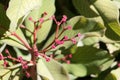 African milkbush, Euphorbia umbellata