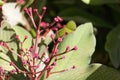 African milkbush, Euphorbia umbellata