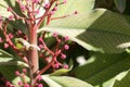 African milkbush, Euphorbia umbellata